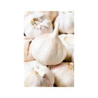 Low price Fresh Garlic bulbs available for bulk purchase and export