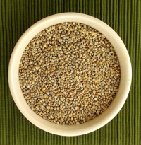 Premium pearl millet bulk supply high quality grains export quality