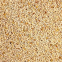 Consistent pearl millet wholesale bulk sale premium grains supply chain