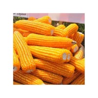 High quality yellow corn supplied at factory direct price with fast delivery